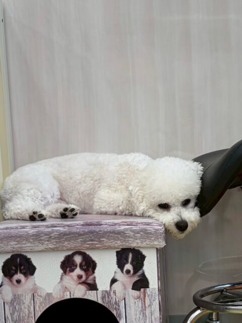明日は木曜日、休園日です🐶

🐾🐶愛犬のお悩みご相談ください🐶🐾
@kenkohmura_official
 ↑フォロー待ってます↑

〒955-0091 新潟県三条市上須頃大割４２８−１
☎︎ 0256-35-2571
✉️ info@kenkohmura.jp
HP: https://kenkohmura.jp
LINE: https://lin.ee/7LIz5sb

#犬幸村#犬の幼稚園 #吠える、噛む #犬のしつけ #トイレ