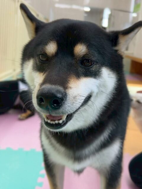 北斗ちゃん🐶
今日は小さい子達と挨拶をしたりマイペース組でまったり過ごしていました😊
お洋服を着る練習もとても上手にできていました👏

🐾🐶愛犬のお悩みご相談ください🐶🐾
@kenkohmura_official
 ↑フォロー待ってます↑

〒955-0091 新潟県三条市上須頃大割４２８−１
☎︎ 0256-35-2571
✉️ info@kenkohmura.jp
HP: https://kenkohmura.jp
LINE: https://lin.ee/7LIz5sb

#犬幸村#犬の幼稚園 #吠える、噛む #犬のしつけ #トイレ
柴犬　柴　しば