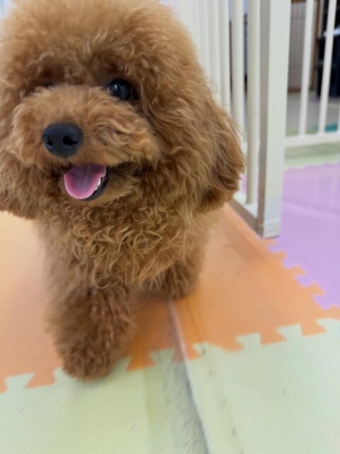 ププちゃん🐶
本日も朝から来園してくれてる子達全員➕スタッフ全員に挨拶をしたり、遊びを誘ってくれて可愛いすぎました😍

🐾🐶愛犬のお悩みご相談ください🐶🐾
@kenkohmura_official
 ↑フォロー待ってます↑

〒955-0091 新潟県三条市上須頃大割４２８−１
☎︎ 0256-35-2571
✉️ info@kenkohmura.jp
HP: https://kenkohmura.jp
LINE: https://lin.ee/7LIz5sb

#犬幸村#犬の幼稚園 #吠える、噛む #犬のしつけ #トイレ
トイプートイプー可愛いトイプー倶楽部トイプー可愛いすぎる