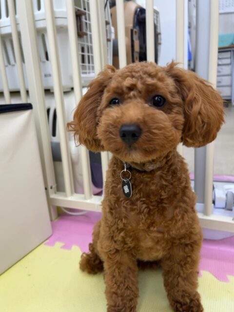 モカちゃん🐶
仲良しのププちゃんとくっついてお昼寝したり、こむぎちゃんを遊びに誘っていました😄
お散歩トレーニングでは上手に歩いていました👏
🐾🐶愛犬のお悩みご相談ください🐶🐾
@kenkohmura_official
 ↑フォロー待ってます↑

〒955-0091 新潟県三条市上須頃大割４２８−１
☎︎ 0256-35-2571
✉️ info@kenkohmura.jp
HP: https://kenkohmura.jp
LINE: https://lin.ee/7LIz5sb

#犬幸村#犬の幼稚園 #吠える噛む #犬のしつけ #トイレ
 トイプードル トイプードル可愛い トイプードル大好き