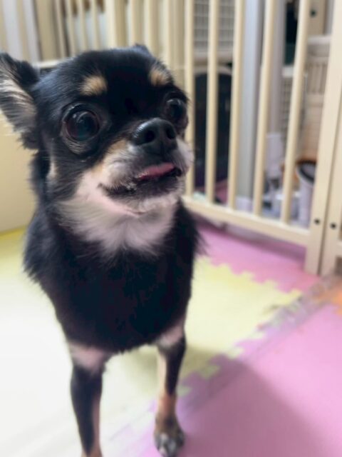 ひなたちゃん🐶
本日のお散歩トレーニングでは、ププちゃんと一緒に行ってみました‼️最初は、緊張もありキョロキョロしたりしながら歩いていましたが、最後の方は距離も近くなり、上手に歩いていました👍

園内では自分から匂いを嗅ぎに行ったり、ププちゃんや、ペリーちゃん、コハクちゃん達のヤンチャ組と目一緒に入れました👏

🐾🐶愛犬のお悩みご相談ください🐶🐾
@kenkohmura_official
 ↑フォロー待ってます↑

〒955-0091 新潟県三条市上須頃大割４２８−１
☎︎ 0256-35-2571
✉️ info@kenkohmura.jp
HP: https://kenkohmura.jp
LINE: https://lin.ee/7LIz5sb

#犬幸村#犬の幼稚園 #吠える、噛む #犬のしつけ #トイレ
チワワチワワ可愛いチワワ大好き