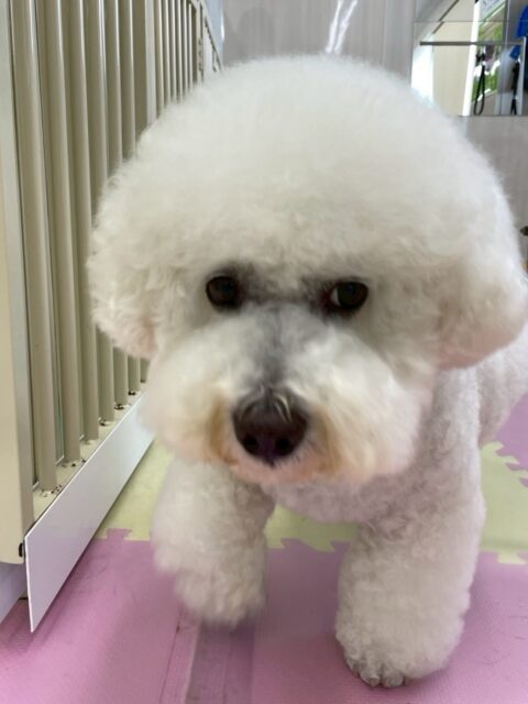 大吉ちゃん🐶
⁡
今日は、ふうちゃんと楽しそうにお喋りしたり、のんびり園内を散策していました！😊
また、カットの時は｢いい子でしょ！｣と言ってそうな顔をしながらカットしてもらっていました！🥰
⁡
🐾🐶愛犬のお悩みご相談ください🐶🐾
@kenkohmura_official
↑フォロー待ってます↑

☎︎ 0〒955-0091 新潟県三条市上須頃大割４２８−１256-35-2571
✉️ info@kenkohmura.jp
HP: https://kenkohmura.jp
LINE: https://lin.ee/7LIz5sb

#犬幸村#犬の幼稚園 #吠える、噛む #犬のしつけ #トイレ ビションフリーゼ ビションフリーゼ可愛い ビションフリーゼ大好きさん