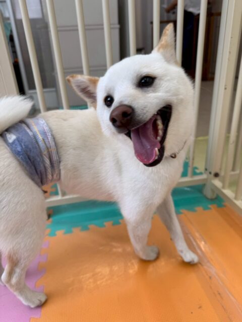 コハクちゃん🐶
本日は朝からはしゃぎすぎて夕方に一回休憩をして、そこからまた大はしゃぎで楽しそうに走り回ったり、ワンプロを仕掛けあったりして過ごしていました🤭

🐾🐶愛犬のお悩みご相談ください🐶🐾
@kenkohmura_official
 ↑フォロー待ってます↑

〒955-0091 新潟県三条市上須頃大割４２８−１
☎︎ 0256-35-2571
✉️ info@kenkohmura.jp
HP: https://kenkohmura.jp
LINE: https://lin.ee/7LIz5sb

#犬幸村#犬の幼稚園 #吠える、噛む #犬のしつけ #トイレ
柴犬柴犬可愛い柴犬大好き柴犬倶楽部柴犬可愛いすぎる