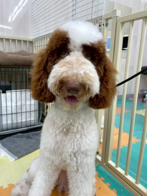 バロンちゃん🐶
体験に来たこと挨拶したり、ニコペットにいる子達と楽しそうに遊んでいました😊
顔周りのカットも頑張っていました👏
🐾🐶愛犬のお悩みご相談ください🐶🐾
@kenkohmura_official
 ↑フォロー待ってます↑

〒955-0091 新潟県三条市上須頃大割４２８−１
☎︎ 0256-35-2571
✉️ info@kenkohmura.jp
HP: https://kenkohmura.jp
LINE: https://lin.ee/7LIz5sb

#犬幸村#犬の幼稚園 #吠える噛む #犬のしつけ #トイレ
 スタンダードプードル スタンダードプードル可愛い スタンダードプードル大好き