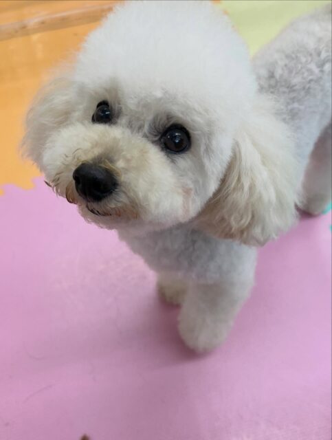 こむぎちゃん🐶
ロンちゃんやモコちゃんに遊びに誘われていました😆
しつこいと叱っていたりみんなのお姉ちゃんしていました😊
🐾🐶愛犬のお悩みご相談ください🐶🐾
@kenkohmura_official
 ↑フォロー待ってます↑

〒955-0091 新潟県三条市上須頃大割４２８−１
☎︎ 0256-35-2571
✉️ info@kenkohmura.jp
HP: https://kenkohmura.jp
LINE: https://lin.ee/7LIz5sb

#犬幸村#犬の幼稚園 #吠える噛む #犬のしつけ #トイレ
 トイプードル トイプードル可愛い トイプードル大好き