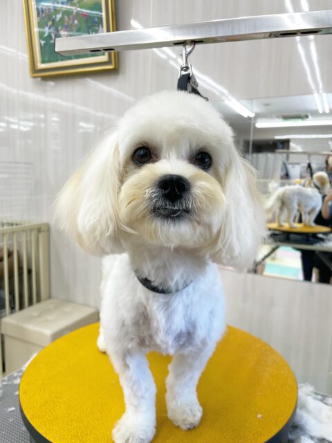 もねちゃん🐶
今日はコロンちゃんやコタローちゃんとプロレスごっこをして楽しそうでした😊
カットもとてもお利口さんでした👏

🐾🐶愛犬のお悩みご相談ください🐶🐾
@kenkohmura_official
 ↑フォロー待ってます↑

〒955-0091 新潟県三条市上須頃大割４２８−１
☎︎ 0256-35-2571
✉️ info@kenkohmura.jp
HP: https://kenkohmura.jp
LINE: https://lin.ee/7LIz5sb

#犬幸村#犬の幼稚園 #吠える、噛む #犬のしつけ #トイレ
ミックス犬　mix犬　ミックス犬だいすき
