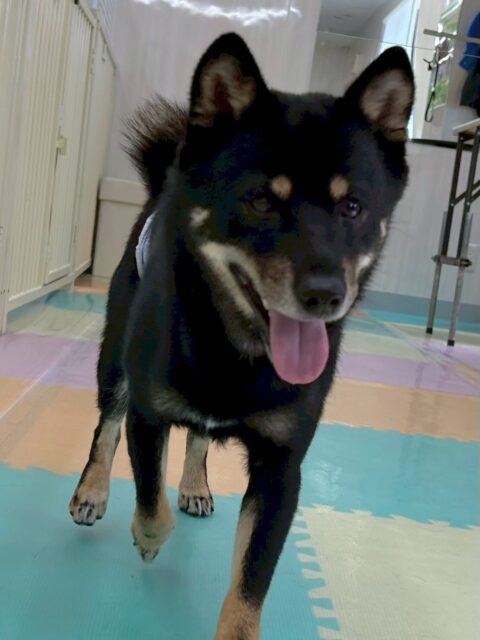 コタローちゃん🐶
本日歯磨きトレーニングを開始して1年が経ちました🦷
歯の状態は変わらず綺麗にキープされています‼️ただ奥歯が少し汚れて来たのでキープを目指して頑張りましょう✊

園内ではつむぎちゃんや小珀ちゃん達と激しくワンプロを仕掛けあったり、お話あったりして過ごしていました🤭

🐾🐶愛犬のお悩みご相談ください🐶🐾
@kenkohmura_official
 ↑フォロー待ってます↑

〒955-0091 新潟県三条市上須頃大割４２８−１
☎︎ 0256-35-2571
✉️ info@kenkohmura.jp
HP: https://kenkohmura.jp
LINE: https://lin.ee/7LIz5sb

#犬幸村#犬の幼稚園 #吠える、噛む #犬のしつけ #トイレ
柴犬柴犬可愛い柴犬大好き柴犬倶楽部柴犬可愛いすぎる