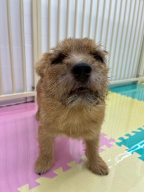本日の鶴丸🐶
本日はモカちゃんやらぶちゃん達に遊びを誘ったりしましたが振られていました😅ですが、みんながその後に遊びを誘ったりしてくれてみんなと走り回ったりできていて満足そうでした🤭

🐾🐶愛犬のお悩みご相談ください🐶🐾
@kenkohmura_official
 ↑フォロー待ってます↑

〒955-0091 新潟県三条市上須頃大割４２８−１
☎︎ 0256-35-2571
✉️ info@kenkohmura.jp
HP: https://kenkohmura.jp
LINE: https://lin.ee/7LIz5sb

#犬幸村#犬の幼稚園 #吠える、噛む #犬のしつけ #トイレ
ノーリッチテリアノーリッチテリア可愛いノーリッチテリア倶楽部ノーリッチテリア可愛すぎる