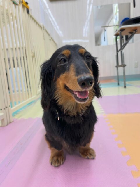 クッキーちゃん🐶
ニコニコ笑顔が可愛い写真撮れました📷 ́͏̖-
ニコペットにいる子達に遊びに誘われたり、午後からはまったりしていました🙌
🐾🐶愛犬のお悩みご相談ください🐶🐾
@kenkohmura_official
 ↑フォロー待ってます↑

〒955-0091 新潟県三条市上須頃大割４２８−１
☎︎ 0256-35-2571
✉️ info@kenkohmura.jp
HP: https://kenkohmura.jp
LINE: https://lin.ee/7LIz5sb

#犬幸村#犬の幼稚園 #吠える噛む #犬のしつけ #トイレ
 ミニチュアダックスフンド ミニチュアダックスフンド可愛い ミニチュアダックスフンド大好き