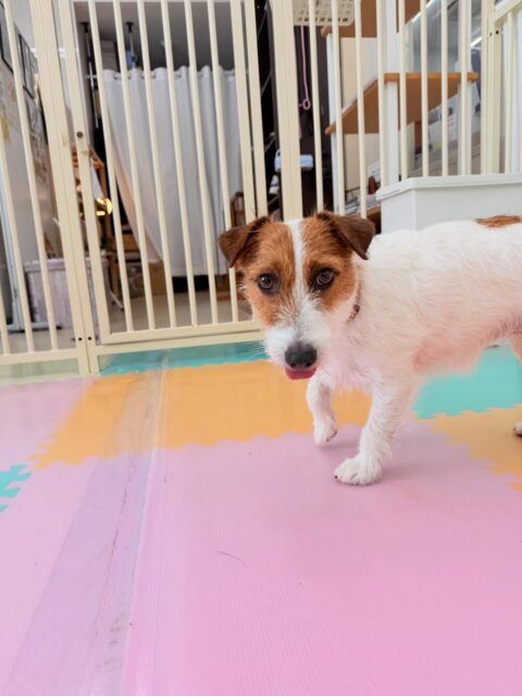 マロンちゃん🐶
⁡
今日は、幼稚園一番乗りでベンちゃんと朝から楽しそうにお喋りしていました！😄
また、普段とは違うスタッフにプラッキングをしてもらっていましたが、落ち着いていい子にさせてくれました！🥰
⁡
🐾🐶愛犬のお悩みご相談ください🐶🐾
@kenkohmura_official
↑フォロー待ってます↑

☎︎ 0〒955-0091 新潟県三条市上須頃大割４２８−１256-35-2571
✉️ info@kenkohmura.jp
HP: https://kenkohmura.jp
LINE: https://lin.ee/7LIz5sb

#犬幸村#犬の幼稚園 #吠える、噛む #犬のしつけ #トイレ ジャックラッセルテリア ジャックラッセルテリア可愛い ジャックラッセルテリアだいすき