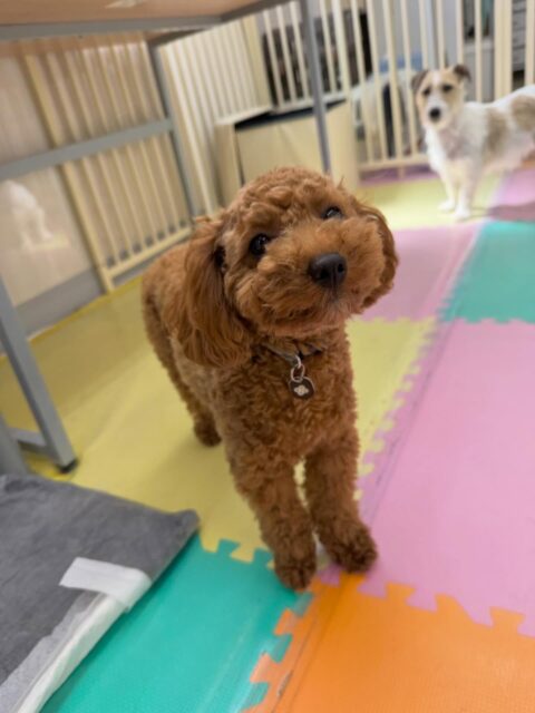 モカちゃん🐶
本日もテンションマックスで走り回ったり、みんなで激しいワンプロを仕掛けあったりして過ごしていました🤭
夕方には疲れたのかおやすみタイムでゆっくりまったりしていました🤣

🐾🐶愛犬のお悩みご相談ください🐶🐾
@kenkohmura_official
 ↑フォロー待ってます↑

〒955-0091 新潟県三条市上須頃大割４２８−１
☎︎ 0256-35-2571
✉️ info@kenkohmura.jp
HP: https://kenkohmura.jp
LINE: https://lin.ee/7LIz5sb

#犬幸村#犬の幼稚園 #吠える、噛む #犬のしつけ #トイレ
トイプートイプー可愛いトイプー倶楽部トイプー大好きトイプー可愛いすぎる