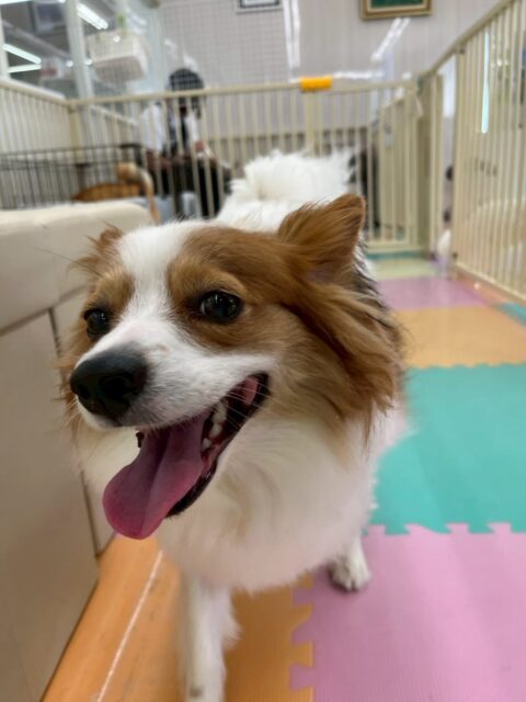 マロンちゃん🐶
本日歯磨きトレーニングを開始して1年10ヶ月が経ちました
歯の状態すごく綺麗にキープできています‼️このまま継続していきましょう✊

園内では、朝から夕方までまるちゃんに遊びに誘われてしつこいよ‼️とブチギレていました🤣
他にも走り回ったり、追いかけっこをしたりして楽しんでいました👍

🐾🐶愛犬のお悩みご相談ください🐶🐾
@kenkohmura_official
 ↑フォロー待ってます↑

〒955-0091 新潟県三条市上須頃大割４２８−１
☎︎ 0256-35-2571
✉️ info@kenkohmura.jp
HP: https://kenkohmura.jp
LINE: https://lin.ee/7LIz5sb

#犬幸村#犬の幼稚園 #吠える、噛む #犬のしつけ #トイレ
パピヨンパピヨン可愛いパピヨン倶楽部パピヨン大好きパピヨン可愛いパピヨン可愛すぎる
