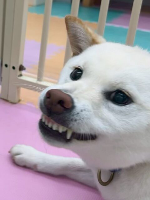 小珀ちゃん🐶
本日歯磨きトレーニングを開始して1年3ヶ月が経ちました
歯の状態は上の方が少し汚れて来ましたが、かなり綺麗に保てているのでこれ以上汚れないように、頑張っていきましょう✊

園内ではコタローちゃんやコロンちゃん、つむぎちゃん達と走り回ったり、みんなでワンプロを仕掛けあったりして、激しく楽しく遊んで過ごしていました👍

🐾🐶愛犬のお悩みご相談ください🐶🐾
@kenkohmura_official
 ↑フォロー待ってます↑

〒955-0091 新潟県三条市上須頃大割４２８−１
☎︎ 0256-35-2571
✉️ info@kenkohmura.jp
HP: https://kenkohmura.jp
LINE: https://lin.ee/7LIz5sb

#犬幸村#犬の幼稚園 #吠える、噛む #犬のしつけ #トイレ
柴犬柴犬可愛い柴犬大好き柴犬倶楽部