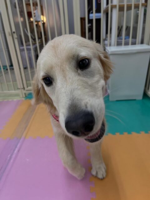 幼稚園体験に来てくれました🐶
初めは緊張していましたが、なれてきたら走り回ったりして遊んで楽しそうでした🎶
🐾🐶愛犬のお悩みご相談ください🐶🐾
@kenkohmura_official
 ↑フォロー待ってます↑

〒955-0091 新潟県三条市上須頃大割４２８−１
☎︎ 0256-35-2571
✉️ info@kenkohmura.jp
HP: https://kenkohmura.jp
LINE: https://lin.ee/7LIz5sb

#犬幸村#犬の幼稚園 #吠える噛む #犬のしつけ #トイレ
 ゴールデンレトリバー ゴールデンレトリバー可愛い  ゴールデンレトリバー大好き