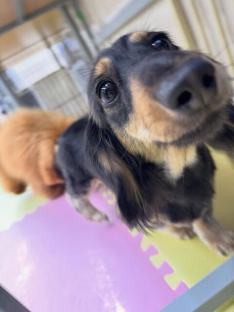 カルムちゃん🐶
本日はバッサリカットされて夏仕様に‼️これで暑い夏も乗り越えられそうですね👍

園内では大好きなププちゃんと楽しそうに遊び回ったり、みんなでワンプロを仕掛けあったりして過ごしていました🤭

🐾🐶愛犬のお悩みご相談ください🐶🐾
@kenkohmura_official
 ↑フォロー待ってます↑

〒955-0091 新潟県三条市上須頃大割４２８−１
☎︎ 0256-35-2571
✉️ info@kenkohmura.jp
HP: https://kenkohmura.jp
LINE: https://lin.ee/7LIz5sb

#犬幸村#犬の幼稚園 #吠える、噛む #犬のしつけ #トイレ
ダックスダックスカニヘンダックス可愛いダックス倶楽部