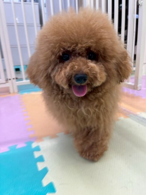 ププちゃん🐶
本日は大好きなカルムちゃんや、まるちゃん達と楽しそうに走り回ったり、みんなでワンプロを仕掛けあったりして過ごしていました🤭

🐾🐶愛犬のお悩みご相談ください🐶🐾
@kenkohmura_official
 ↑フォロー待ってます↑

〒955-0091 新潟県三条市上須頃大割４２８−１
☎︎ 0256-35-2571
✉️ info@kenkohmura.jp
HP: https://kenkohmura.jp
LINE: https://lin.ee/7LIz5sb

#犬幸村#犬の幼稚園 #吠える、噛む #犬のしつけ #トイレ
トイプートイプー可愛いトイプー倶楽部トイプー可愛いすぎるトイプー大好き