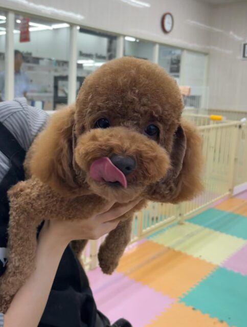 モコちゃん🐶
スタッフにあまえたり、ロンちゃんに遊びに誘われていました☺️
お手入れやカット頑張っていました✨️
🐾🐶愛犬のお悩みご相談ください🐶🐾
@kenkohmura_official
 ↑フォロー待ってます↑

〒955-0091 新潟県三条市上須頃大割４２８−１
☎︎ 0256-35-2571
✉️ info@kenkohmura.jp
HP: https://kenkohmura.jp
LINE: https://lin.ee/7LIz5sb

#犬幸村#犬の幼稚園 #吠える噛む #犬のしつけ #トイレ
 トイプードル トイプードル大好き トイプードル可愛い
