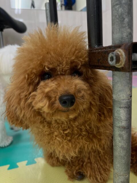 ププちゃん🐶
仲良しのポコちゃんとプロレスごっこしていました✨️
歯磨きトレーニング開始して7ヶ月経過しました🦷🪥✨
これからも頑張りましょう！！
🐾🐶愛犬のお悩みご相談ください🐶🐾
@kenkohmura_official
 ↑フォロー待ってます↑

〒955-0091 新潟県三条市上須頃大割４２８−１
☎︎ 0256-35-2571
✉️ info@kenkohmura.jp
HP: https://kenkohmura.jp
LINE: https://lin.ee/7LIz5sb

#犬幸村#犬の幼稚園 #吠える噛む #犬のしつけ #トイレ
 トイプードル トイプードル可愛い トイプードル大好き