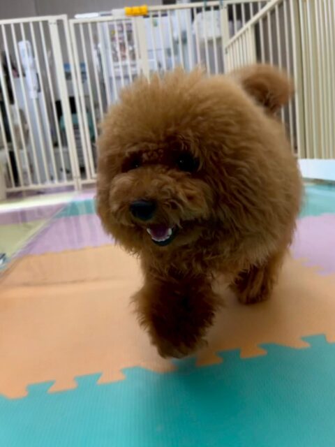 ププちゃん🐶
⁡
今日は、スタッフが近くに来ると｢一緒に遊ぼうよー！｣と猛アピールしていました！😊
また、店内へお散歩に行った時はスタッフの隣で上手に歩いていました！😁
⁡
🐾🐶愛犬のお悩みご相談ください🐶🐾
@kenkohmura_official
↑フォロー待ってます↑

☎︎ 0〒955-0091 新潟県三条市上須頃大割４２８−１256-35-2571
✉️ info@kenkohmura.jp
HP: https://kenkohmura.jp
LINE: https://lin.ee/7LIz5sb

#犬幸村#犬の幼稚園 #吠える、噛む #犬のしつけ #トイレ トイプードル トイプードル大好き トイプードル大好き倶楽部