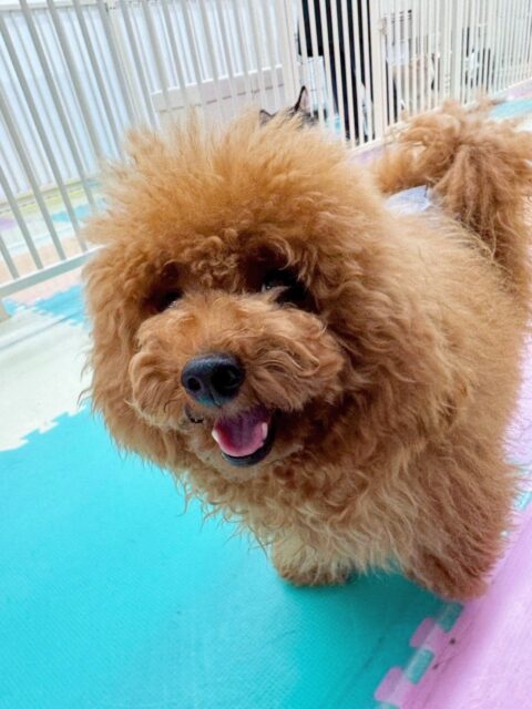 ププちゃん🐶
今日は小珀ちゃんに挨拶をしたり、もねちゃんとプロレスごっこをしたりして楽しそうにしていました😆
お散歩もルンルンで上手に歩いていました👏

🐾🐶愛犬のお悩みご相談ください🐶🐾
@kenkohmura_official
 ↑フォロー待ってます↑

〒955-0091 新潟県三条市上須頃大割４２８−１
☎︎ 0256-35-2571
✉️ info@kenkohmura.jp
HP: https://kenkohmura.jp
LINE: https://lin.ee/7LIz5sb

#犬幸村#犬の幼稚園 #吠える、噛む #犬のしつけ #トイレ
トイプードル　トイプー　といぷー