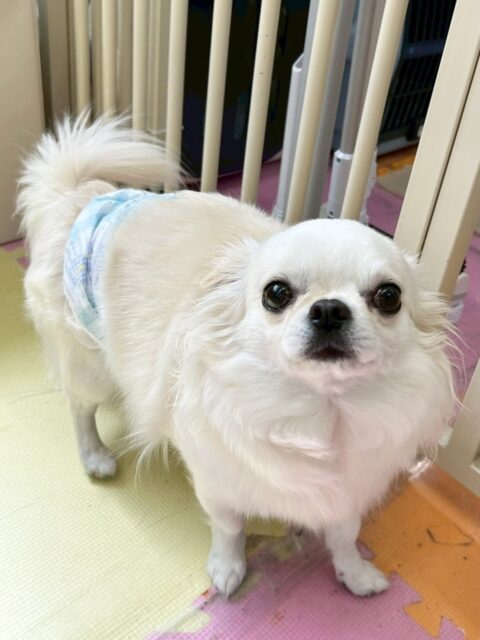 ビビちゃん🐶
今日はむくちゃんと匂いを嗅ぎ合ったり、園内を探検したりしていました😊
スタッフに撫でられたくて順番待ちしている姿が可愛かったです🥰

🐾🐶愛犬のお悩みご相談ください🐶🐾
@kenkohmura_official
 ↑フォロー待ってます↑

〒955-0091 新潟県三条市上須頃大割４２８−１
☎︎ 0256-35-2571
✉️ info@kenkohmura.jp
HP: https://kenkohmura.jp
LINE: https://lin.ee/7LIz5sb

#犬幸村#犬の幼稚園 #吠える、噛む #犬のしつけ #トイレ
チワワ　ちわわ　チワワだいすき
