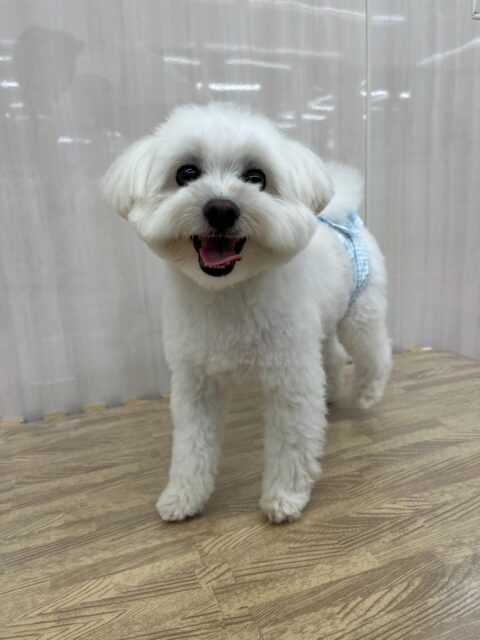 ポコちゃん🐶
大好きなププちゃんと1日楽しそうに遊んだりしていました✨
歯磨きトレーニング開始して1年10ヶ月経過しました🦷🪥✨
歯の白さキープしてるのでこれからも頑張りましょう！！
🐾🐶愛犬のお悩みご相談ください🐶🐾
@kenkohmura_official
 ↑フォロー待ってます↑

〒955-0091 新潟県三条市上須頃大割４２８−１
☎︎ 0256-35-2571
✉️ info@kenkohmura.jp
HP: https://kenkohmura.jp
LINE: https://lin.ee/7LIz5sb

#犬幸村#犬の幼稚園 #吠える噛む #犬のしつけ #トイレ
 ミックス犬 ミックス犬可愛い ミックス犬大好き