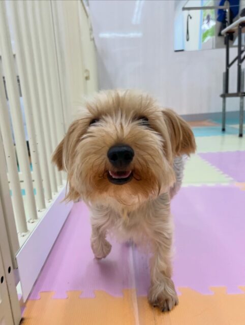 ロンちゃん🐶
ニコペットにいる子達が遊んでる所に入りたそうにしていたり、朝来たらみんなにおはよーと挨拶していました😁
お手入れも頑張っていました✨️
🐾🐶愛犬のお悩みご相談ください🐶🐾
@kenkohmura_official
 ↑フォロー待ってます↑

〒955-0091 新潟県三条市上須頃大割４２８−１
☎︎ 0256-35-2571
✉️ info@kenkohmura.jp
HP: https://kenkohmura.jp
LINE: https://lin.ee/7LIz5sb

#犬幸村#犬の幼稚園 #吠える噛む #犬のしつけ #トイレ
 ヨークシャーテリア ヨークシャーテリア可愛い ヨークシャーテリア大好き