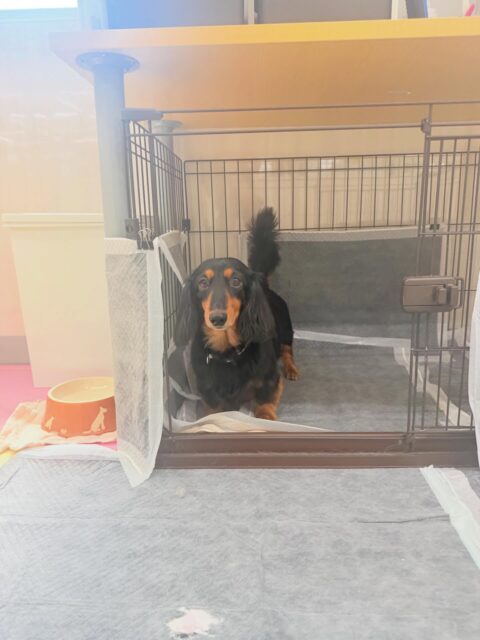 クッキーちゃん🐶
⁡
今日は、朝幼稚園に来るとスタッフに「撫でて〜」とお腹を出してアピールしていました！😊
また、店内へお散歩に行った時は、楽しそうに歩いていました！🥰
⁡
🐾🐶愛犬のお悩みご相談ください🐶🐾
@kenkohmura_official
↑フォロー待ってます↑

☎︎ 0〒955-0091 新潟県三条市上須頃大割４２８−１256-35-2571
✉️ info@kenkohmura.jp
HP: https://kenkohmura.jp
LINE: https://lin.ee/7LIz5sb

#犬幸村#犬の幼稚園 #吠える、噛む #犬のしつけ #トイレ ミニチュアダックス ミニチュアダックスフンド可愛い ミニチュアダックスとの暮らし