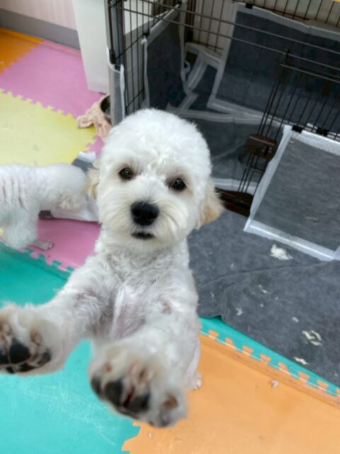 ふうちゃん🐶
⁡
今日は、マロンちゃんに｢何してるの！遊ぼう！｣と話しかけていました！😚
また、カットのときは遊び疲れたのか少しウトウトしていて、店内に散歩に行った時は楽しそうに歩いていました！☺️
⁡
🐾🐶愛犬のお悩みご相談ください🐶🐾
@kenkohmura_official
↑フォロー待ってます↑

☎︎ 0〒955-0091 新潟県三条市上須頃大割４２８−１256-35-2571
✉️ info@kenkohmura.jp
HP: https://kenkohmura.jp
LINE: https://lin.ee/7LIz5sb

#犬幸村#犬の幼稚園 #吠える、噛む #犬のしつけ #トイレ ミックス犬 ミックス犬だいすき ミックス犬可愛い