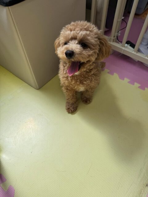 風夾ちゃん🐶
本日は北斗ちゃんや、ププちゃん、もねちゃん達と匂いを嗅ぎ合ったり、コロンちゃんと遊びの誘いあいをしたりして過ごしていました👍

🐾🐶愛犬のお悩みご相談ください🐶🐾
@kenkohmura_official
 ↑フォロー待ってます↑

〒955-0091 新潟県三条市上須頃大割４２８−１
☎︎ 0256-35-2571
✉️ info@kenkohmura.jp
HP: https://kenkohmura.jp
LINE: https://lin.ee/7LIz5sb

#犬幸村#犬の幼稚園 #吠える、噛む #犬のしつけ #トイレ
トイプートイプー可愛いトイプー倶楽部トイプー可愛いすぎるトイプー大好き