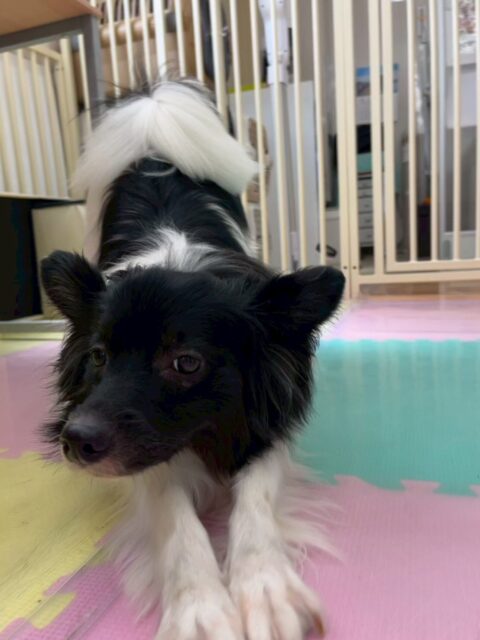 リラちゃん🐶
⁡
今日は、机の下や椅子の上で他の子の遊んでいる様子を見守ってくれていました！😁
また、スタッフの目の前でお腹を出して遊んでアピールをしていました！😆
⁡
🐾🐶愛犬のお悩みご相談ください🐶🐾
@kenkohmura_official
↑フォロー待ってます↑

☎︎ 0〒955-0091 新潟県三条市上須頃大割４２８−１256-35-2571
✉️ info@kenkohmura.jp
HP: https://kenkohmura.jp
LINE: https://lin.ee/7LIz5sb

#犬幸村#犬の幼稚園 #吠える、噛む #犬のしつけ #トイレ パピヨン パピヨン可愛い パピヨンとの暮らし