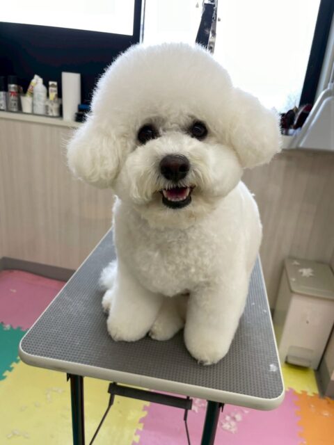 ピピちゃん🐶
⁡
今日は、朝からマロンちゃんにグイグイ来られて少し戸惑っていました！🤣
また、カットしてもらっている時はいつも通りいい子にカットしてもらっていて、店内へお散歩に行った時は、ルンルンしながら歩いていました！😍
⁡
🐾🐶愛犬のお悩みご相談ください🐶🐾
@kenkohmura_official
↑フォロー待ってます↑

☎︎ 0〒955-0091 新潟県三条市上須頃大割４２８−１256-35-2571
✉️ info@kenkohmura.jp
HP: https://kenkohmura.jp
LINE: https://lin.ee/7LIz5sb

#犬幸村#犬の幼稚園 #吠える、噛む #犬のしつけ #トイレ ビションフリーゼ ビションフリーゼ大好き ビションフリーゼ大好きさん