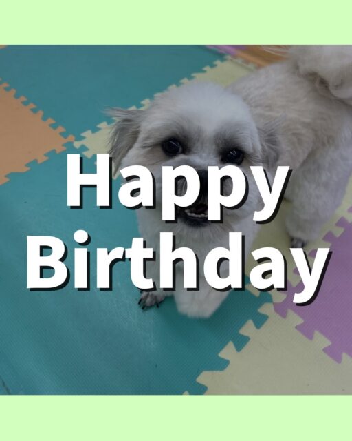 ゆずちゃん🐶
お誕生日おめでとうございます🎂👏🏻
やん丸にお腹出してアピールしたり、カルムちゃんに気に入られて遊びに誘われていたりしていました😆
🐾🐶愛犬のお悩みご相談ください🐶🐾
@kenkohmura_official
 ↑フォロー待ってます↑

〒955-0091 新潟県三条市上須頃大割４２８−１
☎︎ 0256-35-2571
✉️ info@kenkohmura.jp
HP: https://kenkohmura.jp
LINE: https://lin.ee/7LIz5sb

#犬幸村#犬の幼稚園 #吠える噛む #犬のしつけ #トイレ
 ミックス犬 ミックス犬可愛い ミックス犬大好き