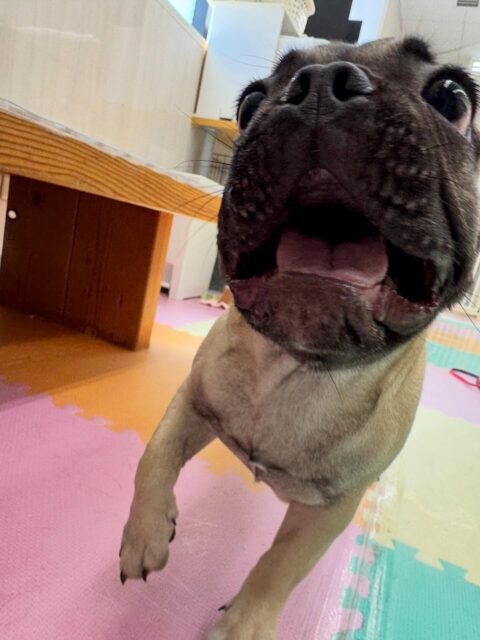 まるちゃん🐶
本日は朝から夕方までずーっとみんなを遊びに誘ったり、走り回ったりして激しい１日を過ごしていました🤭

🐾🐶愛犬のお悩みご相談ください🐶🐾
@kenkohmura_official
 ↑フォロー待ってます↑

〒955-0091 新潟県三条市上須頃大割４２８−１
☎︎ 0256-35-2571
✉️ info@kenkohmura.jp
HP: https://kenkohmura.jp
LINE: https://lin.ee/7LIz5sb

#犬幸村#犬の幼稚園 #吠える、噛む #犬のしつけ #トイレ
フレブルフレブル可愛いフレブル大好きフレブル倶楽部フレブル可愛いすぎる