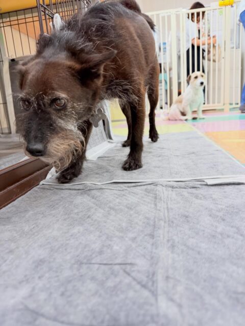 小乃輔ちゃん🐶
⁡
歯磨きトレーニングを初めてから1年11ヶ月が経過しました！コツコツ頑張ってもらっているため、状態をキープできています！🦷🪥✨
⁡
今日は、柵の近くで他の子が来るのを待っていたり、スタッフにヒップアタックしたりしていました！😊
また、店内へ散歩に行った時は楽しそうに歩いていました！😍
⁡
🐾🐶愛犬のお悩みご相談ください🐶🐾
@kenkohmura_official
↑フォロー待ってます↑

☎︎ 0〒955-0091 新潟県三条市上須頃大割４２８−１256-35-2571
✉️ info@kenkohmura.jp
HP: https://kenkohmura.jp
LINE: https://lin.ee/7LIz5sb

#犬幸村#犬の幼稚園 #吠える、噛む #犬のしつけ #トイレ ミックス犬 ミックス犬だいすき ミックス犬可愛い