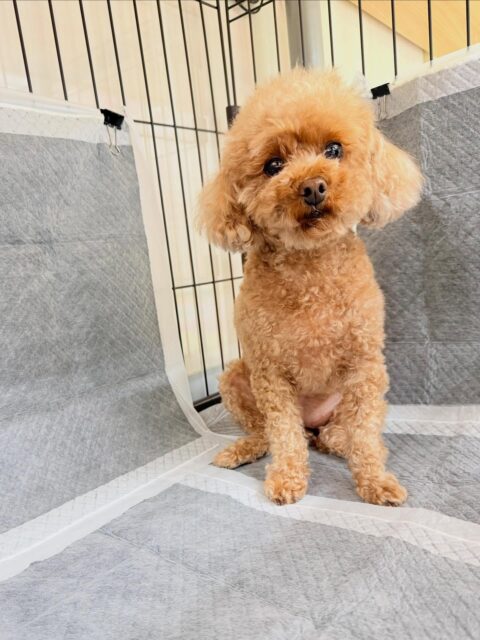 結希ちゃん🐶
⁡
今日は、コジロウちゃんにグイグイ来られると「何するんだよ！」と少しムキムキしていました！😁
また、スタッフが近くに来ると「遊ぼう！構って！」と遊んでアピールしていました！☺️
⁡
🐾🐶愛犬のお悩みご相談ください🐶🐾
@kenkohmura_official
↑フォロー待ってます↑

☎︎ 0〒955-0091 新潟県三条市上須頃大割４２８−１256-35-2571
✉️ info@kenkohmura.jp
HP: https://kenkohmura.jp
LINE: https://lin.ee/7LIz5sb

#犬幸村#犬の幼稚園 #吠える、噛む #犬のしつけ #トイレ トイプードル トイプードル大好き トイプードル大好き倶楽部