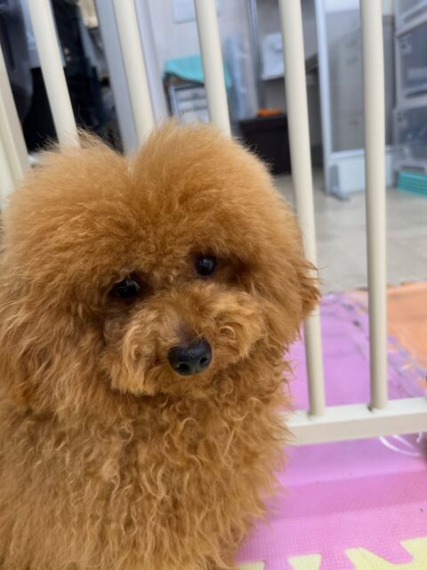 ププちゃん🐶
ニコペットにいる子達と遊んだり、体験に来たこと挨拶していました😊
お散歩トレーニングでは楽しそうにルンルンで歩いていました🎶
🐾🐶愛犬のお悩みご相談ください🐶🐾
@kenkohmura_official
↑フォロー待ってます↑
〒955-0091 新潟県三条市上須頃大割428−1
☎︎ 0256-35-2571
✉️ info@kenkohmura.jp
HP: https://kenkohmura.jp
LINE: https://lin.ee/7LIz5sb
#犬幸村#犬の幼稚園 #吠える噛む #犬のしつけ #トイレ
トイプードル トイプードル可愛い トイプードル大好き