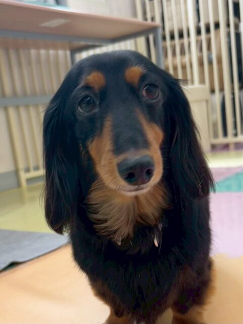 クッキーちゃん🐶
ベンと挨拶したり、スタッフに撫でて〜とお腹出してアピールしていました😄
お散歩トレーニング頑張って歩いていました✨️
🐾🐶愛犬のお悩みご相談ください🐶🐾
@kenkohmura_official
↑フォロー待ってます↑
〒955-0091 新潟県三条市上須頃大割428−1
☎︎ 0256-35-2571
✉️ info@kenkohmura.jp
HP: https://kenkohmura.jp
LINE: https://lin.ee/7LIz5sb
#犬幸村#犬の幼稚園 #吠える噛む #犬のしつけ #トイレ
ミニチュアダックスフンド ミニチュアダックスフンド可愛い ミニチュアダックスフンド大好き