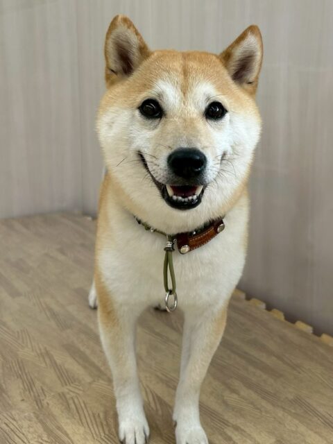 寅丸ちゃん🐶
仲良しの北斗ちゃんと激しくおしゃべりしたり遊びに誘っていました✨️
お散歩トレーニングでは上手に歩いていました🙌
🐾🐶愛犬のお悩みご相談ください🐶🐾
@kenkohmura_official
↑フォロー待ってます↑
〒955-0091 新潟県三条市上須頃大割428−1
☎︎ 0256-35-2571
✉️ info@kenkohmura.jp
HP: https://kenkohmura.jp
LINE: https://lin.ee/7LIz5sb
#犬幸村#犬の幼稚園 #吠える噛む #犬のしつけ #トイレ
豆柴 豆柴大好き 豆柴可愛い