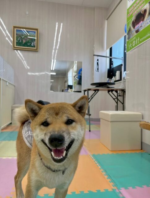 チャリーちゃん🐶
本日はまめちゃんやリラちゃん、マロンちゃん達とみんなで走り回ったり、お話をしあったりして過ごしていました🤭

お散歩トレーニングでは館内にワンちゃんがいて吠えられましたが、吠え返さずに上手にスルーしていました👍

🐾🐶愛犬のお悩みご相談ください🐶🐾
@kenkohmura_official
 ↑フォロー待ってます↑

〒955-0091 新潟県三条市上須頃大割４２８−１
☎︎ 0256-35-2571
✉️ info@kenkohmura.jp
HP: https://kenkohmura.jp
LINE: https://lin.ee/7LIz5sb

#犬幸村#犬の幼稚園 #吠える、噛む #犬のしつけ #トイレ
柴犬柴犬可愛い柴犬大好き柴犬倶楽部柴犬可愛いすぎる