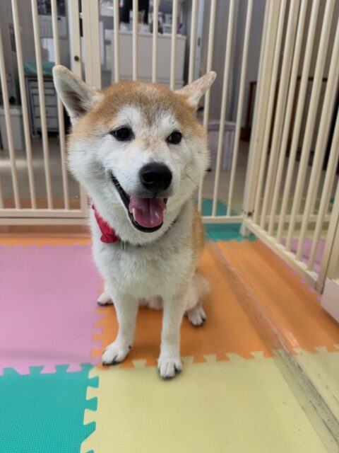 まめちゃん🐶
本日は朝からチャリーちゃんやきりまるちゃん、やん丸達と激しくお話をしあったり、ワンプロを仕掛けあったりして遊んでいました🤭

🐾🐶愛犬のお悩みご相談ください🐶🐾
@kenkohmura_official
 ↑フォロー待ってます↑

〒955-0091 新潟県三条市上須頃大割４２８−１
☎︎ 0256-35-2571
✉️ info@kenkohmura.jp
HP: https://kenkohmura.jp
LINE: https://lin.ee/7LIz5sb

#犬幸村#犬の幼稚園 #吠える、噛む #犬のしつけ #トイレ
柴犬柴犬可愛い柴犬大好き柴犬可愛すぎる柴犬大好き
