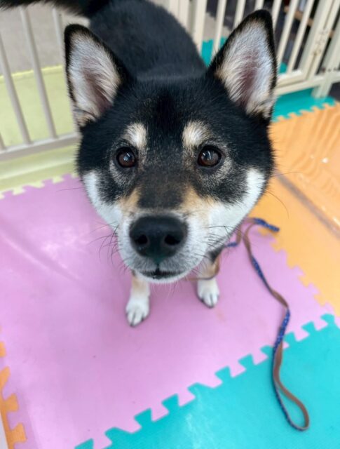 つむぎちゃん🐶
本日は朝から嬉しそうにスタッフに甘えたり、近くに来て匂いを嗅いだりしていました🤭
他の子達とも同じ空間にいることにも慣れて来たようで落ち着きが増えて来ました👍

🐾🐶愛犬のお悩みご相談ください🐶🐾
@kenkohmura_official
 ↑フォロー待ってます↑

〒955-0091 新潟県三条市上須頃大割４２８−１
☎︎ 0256-35-2571
✉️ info@kenkohmura.jp
HP: https://kenkohmura.jp
LINE: https://lin.ee/7LIz5sb

#犬幸村#犬の幼稚園 #吠える、噛む #犬のしつけ #トイレ
柴犬柴犬可愛い柴犬大好き柴犬倶楽部柴犬可愛いすぎる