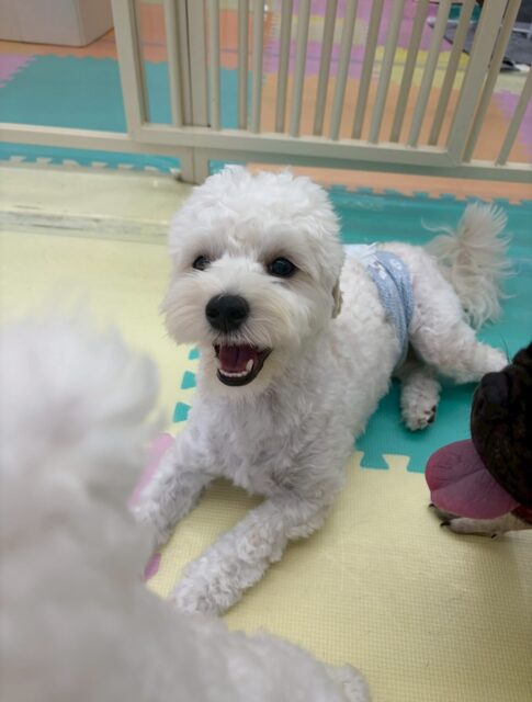 ふうちゃん🐶
本日歯磨きトレーニングを開始して5ヶ月が経ちました🦷
歯の状態は変わらず綺麗にキープされています‼️だんだん歯磨きも上手になって来たのでこのまま継続を意識して頑張っていきましょう✊

園内では本当に1日中まるちゃんやポコちゃん、ぽん太達と走り回ったり、みんなでワンプロを仕掛けあったりして楽しんでいました🤣

🐾🐶愛犬のお悩みご相談ください🐶🐾
@kenkohmura_official
 ↑フォロー待ってます↑

〒955-0091 新潟県三条市上須頃大割４２８−１
☎︎ 0256-35-2571
✉️ info@kenkohmura.jp
HP: https://kenkohmura.jp
LINE: https://lin.ee/7LIz5sb

#犬幸村#犬の幼稚園 #吠える、噛む #犬のしつけ #トイレ
ミックスミックス犬ミックス犬可愛いミックス犬大好きミックス犬倶楽部