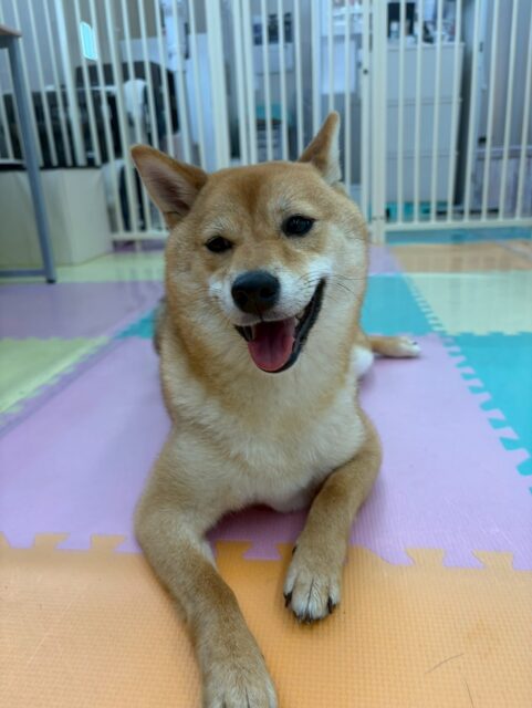 のりまきちゃん🐶
まるちゃんに遊びに誘われて激しく遊んだり、朝来たらベンにお腹出して挨拶していました😊
お散歩トレーニングでは上手に隣について歩いていました👏
🐾🐶愛犬のお悩みご相談ください🐶🐾
@kenkohmura_official
 ↑フォロー待ってます↑

〒955-0091 新潟県三条市上須頃大割４２８−１
☎︎ 0256-35-2571
✉️ info@kenkohmura.jp
HP: https://kenkohmura.jp
LINE: https://lin.ee/7LIz5sb

#犬幸村#犬の幼稚園 #吠える噛む #犬のしつけ #トイレ
 豆柴 豆柴可愛い 豆柴大好き