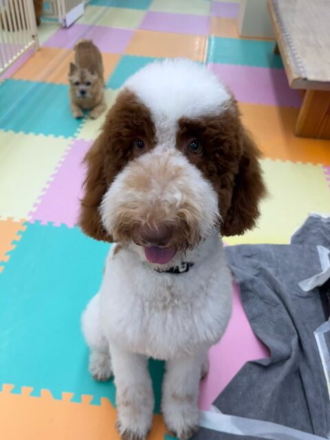 バロンちゃん🐶
ニコペットにいる子達と1日激しく楽しそうに遊んでいました🎶
お手入れやカットも頑張っていました✂️
🐾🐶愛犬のお悩みご相談ください🐶🐾
@kenkohmura_official
↑フォロー待ってます↑
〒955-0091 新潟県三条市上須頃大割428−1
☎︎ 0256-35-2571
✉️ info@kenkohmura.jp
HP: https://kenkohmura.jp
LINE: https://lin.ee/7LIz5sb
#犬幸村#犬の幼稚園 #吠える噛む #犬のしつけ #トイレ
スタンダードプードル スタンダードプードル可愛い スタンダードプードル大好き