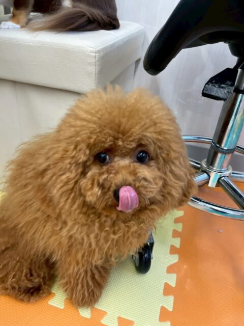 ププちゃん🐶
本日は大好きなきりまるちゃんやチャリーちゃん、ちょこたんちゃん達と走り回ったり、ワンプロを仕掛けあったりして過ごしていました🤭

🐾🐶愛犬のお悩みご相談ください🐶🐾
@kenkohmura_official
 ↑フォロー待ってます↑

〒955-0091 新潟県三条市上須頃大割４２８−１
☎︎ 0256-35-2571
✉️ info@kenkohmura.jp
HP: https://kenkohmura.jp
LINE: https://lin.ee/7LIz5sb

#犬幸村#犬の幼稚園 #吠える、噛む #犬のしつけ #トイレ
トイプートイプー可愛いトイプー倶楽部トイプー可愛い