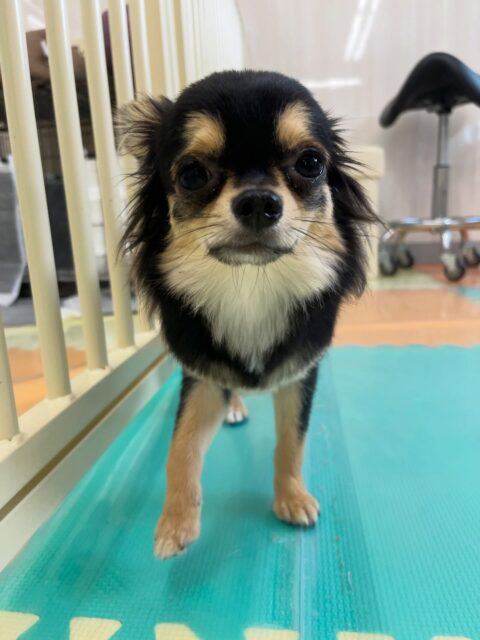 きりまるちゃん&まろちゃん🐶
きりまるちゃんはニコペットにいる子達と仲良く楽しそうに遊んでいました😊
まろちゃんは体験に来た子と挨拶したり、北斗ちゃんにお腹出してアピールしていました☺️
🐾🐶愛犬のお悩みご相談ください🐶🐾
@kenkohmura_official
↑フォロー待ってます↑
〒955-0091 新潟県三条市上須頃大割428−1
☎︎ 0256-35-2571
✉️ info@kenkohmura.jp
HP: https://kenkohmura.jp
LINE: https://lin.ee/7LIz5sb
#犬幸村#犬の幼稚園 #吠える噛む #犬のしつけ #トイレ
チワワ チワワ大好き チワワ可愛い