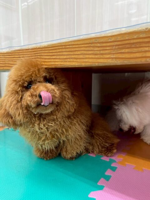 ププちゃん🐶
本日も仲良しのモカちゃんやらぶちゃん達と走り回ったり、ニコペットのちびっ子達とワンプロを仕掛けあったりして楽しんでいました🤭

🐾🐶愛犬のお悩みご相談ください🐶🐾
@kenkohmura_official
 ↑フォロー待ってます↑

〒955-0091 新潟県三条市上須頃大割４２８−１
☎︎ 0256-35-2571
✉️ info@kenkohmura.jp
HP: https://kenkohmura.jp
LINE: https://lin.ee/7LIz5sb

#犬幸村#犬の幼稚園 #吠える、噛む #犬のしつけ #トイレ
トイプートイプー可愛いトイプー大好きトイプー倶楽部トイプー可愛いすぎる