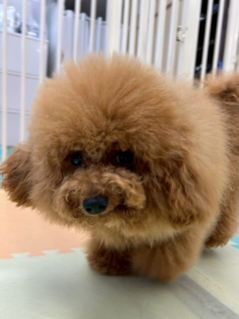 ププちゃん🐶
⁡
今日は、ぽん太ちゃんと楽しそうにわんプロして遊んでいました！😆
また、店内へお散歩に行った時は引っ張りすぎることなく、上手にお散歩していました！🥰
⁡
🐾🐶愛犬のお悩みご相談ください🐶🐾
@kenkohmura_official
↑フォロー待ってます↑

☎︎ 0〒955-0091 新潟県三条市上須頃大割４２８−１256-35-2571
✉️ info@kenkohmura.jp
HP: https://kenkohmura.jp
LINE: https://lin.ee/7LIz5sb

#犬幸村#犬の幼稚園 #吠える、噛む #犬のしつけ #トイレ トイプードル トイプードル大好き トイプードル大好き倶楽部