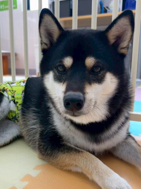 北斗ちゃん🐶
寅丸ちゃんと激しくおしゃべりしたり、まろちゃんと挨拶したりしていました😊
服のトレーニングも上手にできて頑張っていました👏
🐾🐶愛犬のお悩みご相談ください🐶🐾
@kenkohmura_official
↑フォロー待ってます↑
〒955-0091 新潟県三条市上須頃大割428−1
☎︎ 0256-35-2571
✉️ info@kenkohmura.jp
HP: https://kenkohmura.jp
LINE: https://lin.ee/7LIz5sb
#犬幸村#犬の幼稚園 #吠える噛む #犬のしつけ #トイレ
黒柴 黒柴可愛い 黒柴大好き